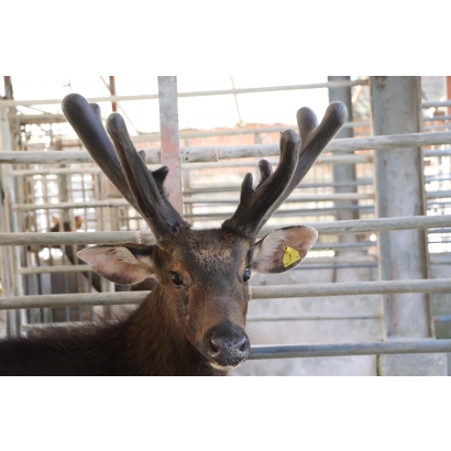 永福養鹿場-台灣水鹿-鹿茸