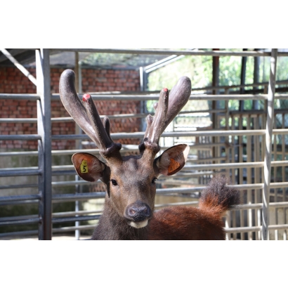 永福養鹿場-台灣水鹿-鹿茸
