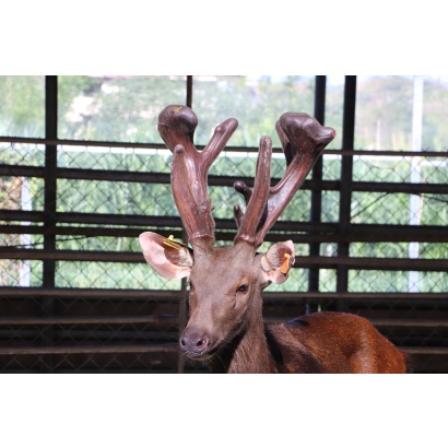 永福養鹿場-台灣水鹿-鹿茸