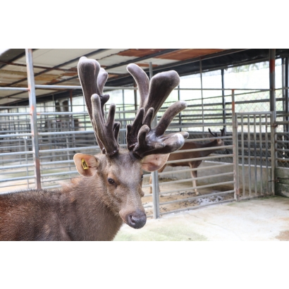 永福養鹿場-台灣水鹿-鹿茸