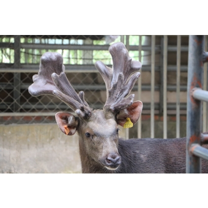 永福養鹿場-台灣水鹿-鹿茸