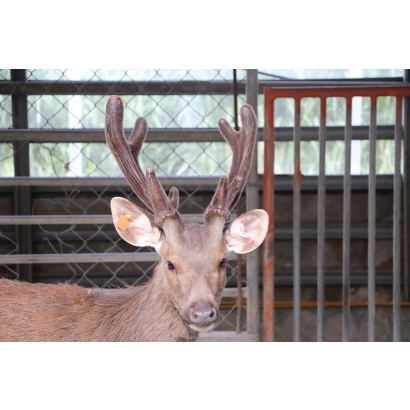 永福養鹿場-台灣水鹿-鹿茸