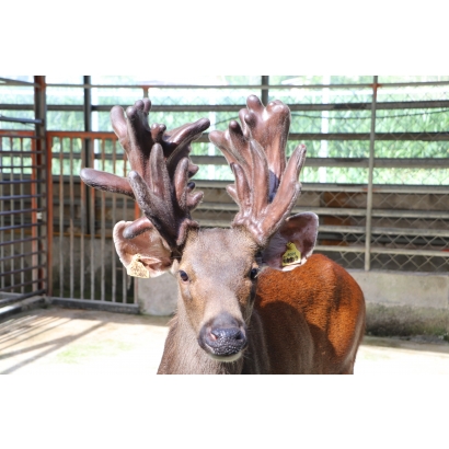 永福養鹿場-台灣水鹿-鹿茸