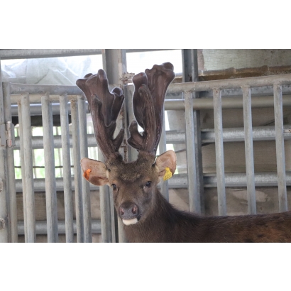 永福養鹿場-台灣水鹿-鹿茸