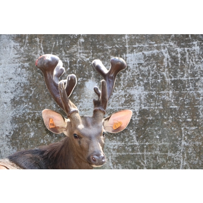 永福養鹿場-台灣水鹿-鹿茸