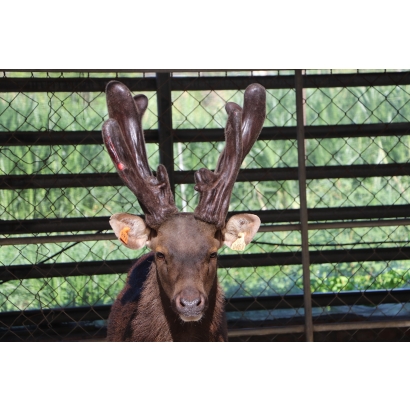 永福養鹿場-台灣水鹿鹿茸