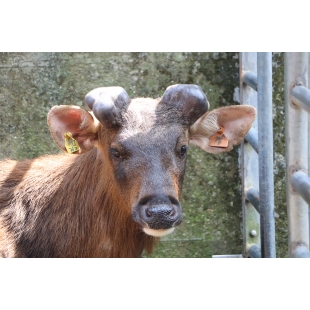 2025年的鹿茸開始生長囉~