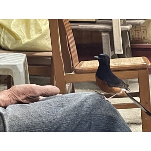 早上跟傍晚都會準時來討吃的